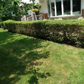Bush Trimming by Rickys lawn care reviewed on October 29, 2022