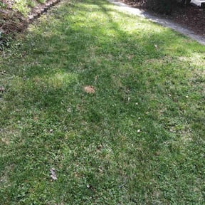 Bush Trimming by Dee Tree/Lawn Service reviewed on May 7, 2025