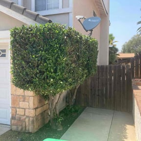 Bush Trimming by Pentecostal Landscape reviewed on September 20, 2024