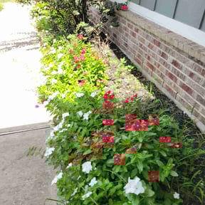 Flower Bed Weeding by SGP Lawn Services reviewed on November 18, 2023