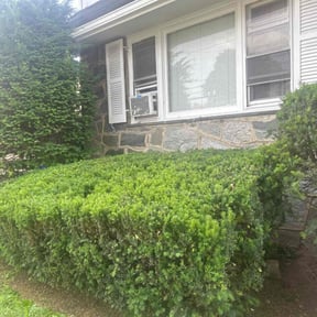 Bush Trimming by Bright Lawn Landscaping reviewed on May 3, 2022