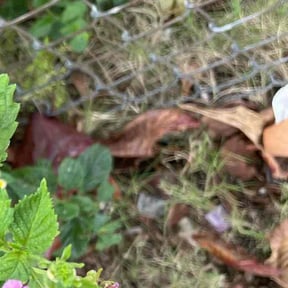 Leaf Removal by ROYCE ART GROUP INC reviewed on July 22, 2025