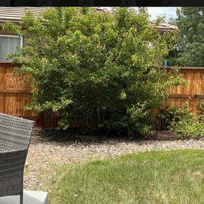 Bush Trimming by Frady's Lawncare and Handyman Services reviewed on November 20, 2023
