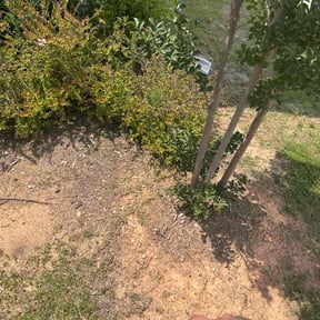 Flower Bed Weeding by Electric Cut Lawn Care reviewed on December 23, 2024
