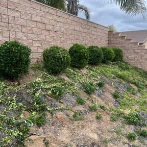 Bush Trimming by Pentecostal Landscape reviewed on September 20, 2024