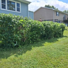 Bush Trimming by Bunton Lawn Care reviewed on August 9, 2022
