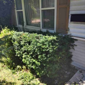 Bush Trimming by Jeremy's Lawn Service reviewed on October 4, 2021