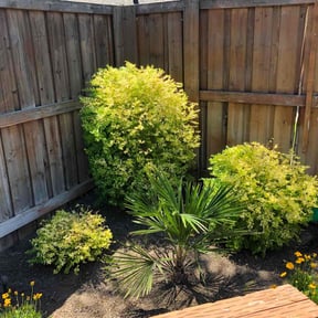 Bush Trimming by Fazal Management Group LLC reviewed on July 16, 2020