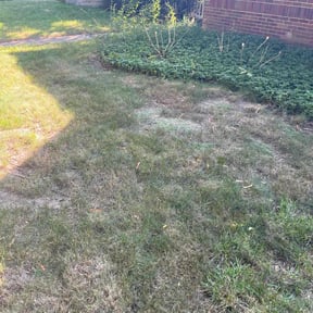Lawn Seeding by K&T Landscape reviewed on November 29, 2023
