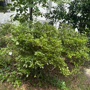 Bush Trimming by Velasco Landscape reviewed on June 4, 2025