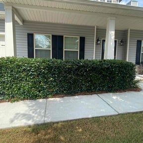 Bush Trimming by Robert Bass reviewed on December 26, 2024