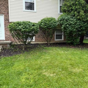 Bush Trimming by Impeckable Lawn Care reviewed on July 30, 2022