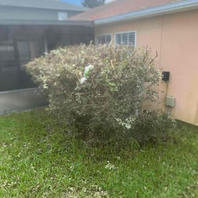 Bush Trimming by L&k southern home lawn care reviewed on November 27, 2022