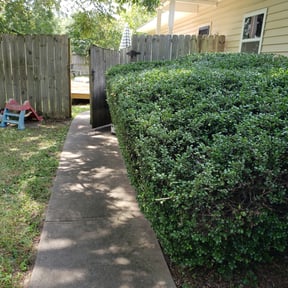 Bush Trimming by Nicholas Garbooshian reviewed on May 16, 2022