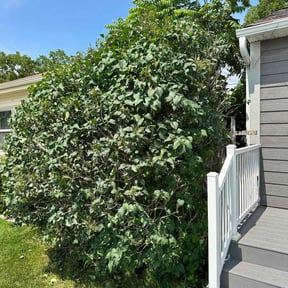 Bush Trimming by LSLTDallas/FortWorthTruGreen reviewed on August 15, 2025