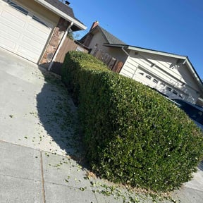 Bush Trimming by The customer first reviewed on June 25, 2022
