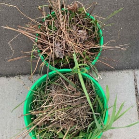 Flower Bed Weeding by Sami lawn service,,, reviewed on July 30, 2022