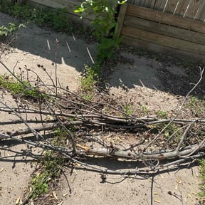 Cleanups by To The Rescue Landscaping and Hurricane Clean Up reviewed on March 17, 2022