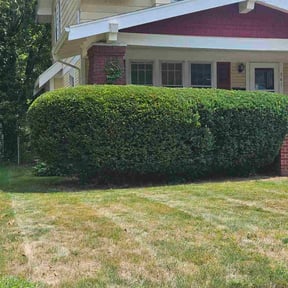 Bush Trimming by Green Matters Lawn Care reviewed on August 4, 2024