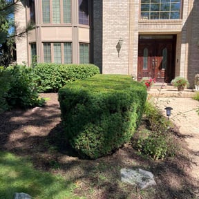 Bush Trimming by DWB Lawn Care Services reviewed on August 8, 2022