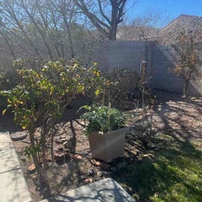 Bush Trimming by Angel Nieves reviewed on April 15, 2022