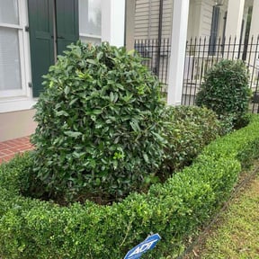 Bush Trimming by Carter Lawn Service reviewed on July 5, 2022