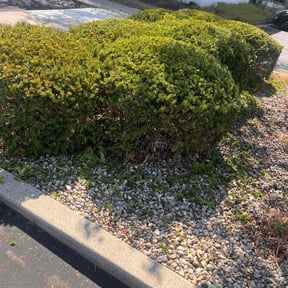 Bush Trimming by Back Street Properties, LLC reviewed on May 10, 2022