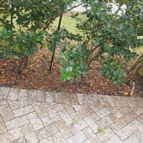 Flower Bed Weeding by Waters Landscaping reviewed on July 25, 2025
