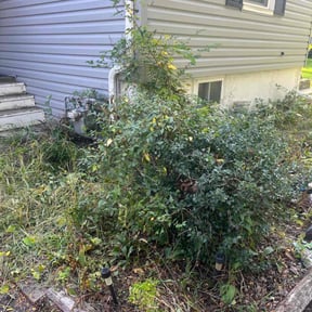 Bush Trimming by Precision Lawn Care of VA reviewed on May 14, 2022