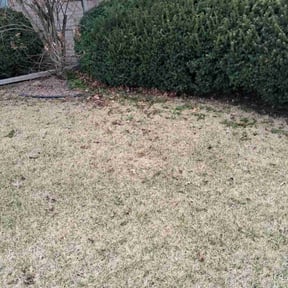 Bush Trimming by Clark and son lawn care reviewed on August 1, 2022