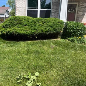 Bush Trimming by Craft's Lawn Care reviewed on May 16, 2022