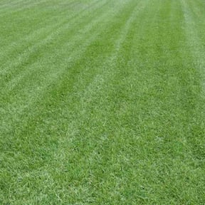 Cleanups by Kenny’s Lawn Care LLC reviewed on March 24, 2025