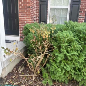 Bush Trimming by Quality Pro. Construction reviewed on July 5, 2022