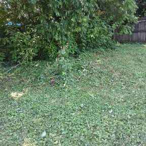 Bush Trimming by R Schaab cutters reviewed on August 8, 2024