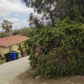 Bush Trimming by TruGreen LawnCare reviewed on June 25, 2025