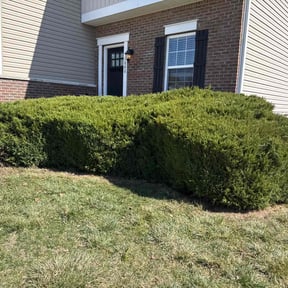 Bush Trimming by Jesse lawn care reviewed on July 22, 2022