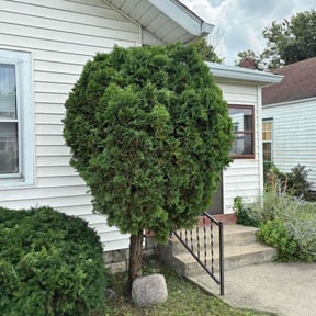 Bush Trimming by Green Thumb Lawn Services reviewed on December 6, 2023