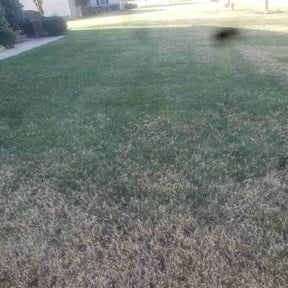 Leaf Removal by George of the jungle  lawn care reviewed on June 29, 2025