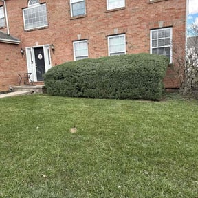 Bush Trimming by Ridgewood Landscape Management llc. reviewed on May 23, 2022