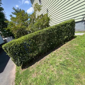 Bush Trimming by Lawn Salon Property Management LLC reviewed on April 29, 2022