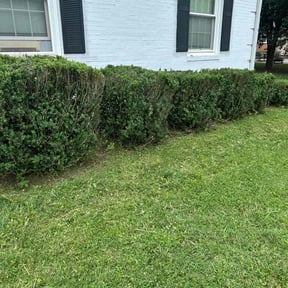 Bush Trimming by Soto Lawn Maintenance reviewed on September 27, 2020