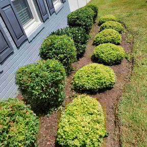 Bush Trimming by Premium lawn maintenance LLC reviewed on January 13, 2022
