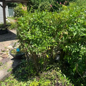Bush Trimming by Dads Lawn Services reviewed on May 24, 2022