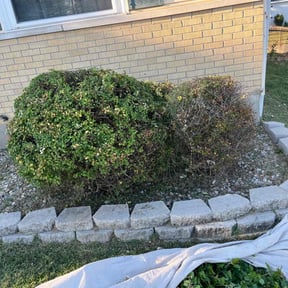 Bush Trimming by Professinal Yard Men reviewed on July 19, 2022