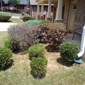 Bush Trimming by D Taylor's Property services reviewed on April 20, 2022