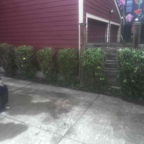 Bush Trimming by Mr.D’s Landscaping & Tree Service reviewed on October 5, 2022
