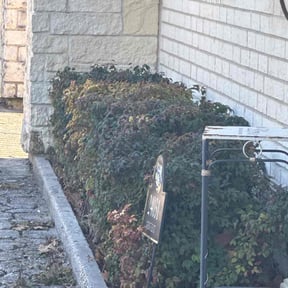 Bush Trimming by DMD LAWN SVC reviewed on June 5, 2025