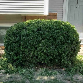 Bush Trimming by Chad Suenram reviewed on March 12, 2025