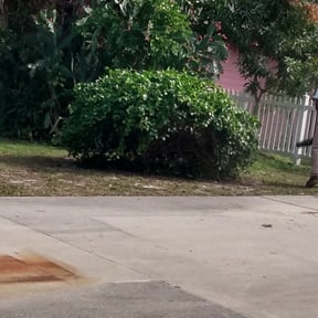 Bush Trimming by Grass Kept Clean &amp; More reviewed on March 17, 2025