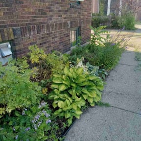Weeding by North Pearl landscaping reviewed on June 14, 2023